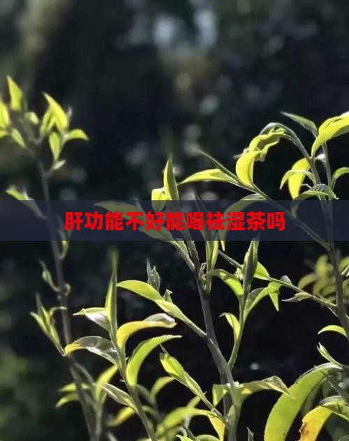 肝功能不好能喝祛湿茶吗