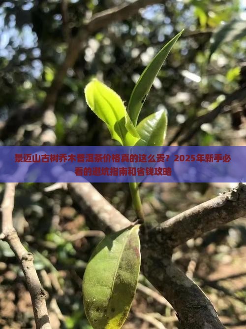 景迈山古树乔木普洱茶价格