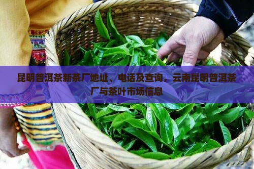 昆明普洱茶新茶厂地址