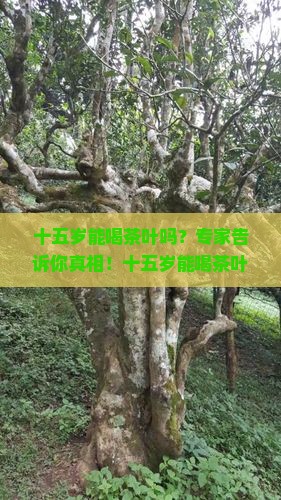 十五岁能喝茶叶吗