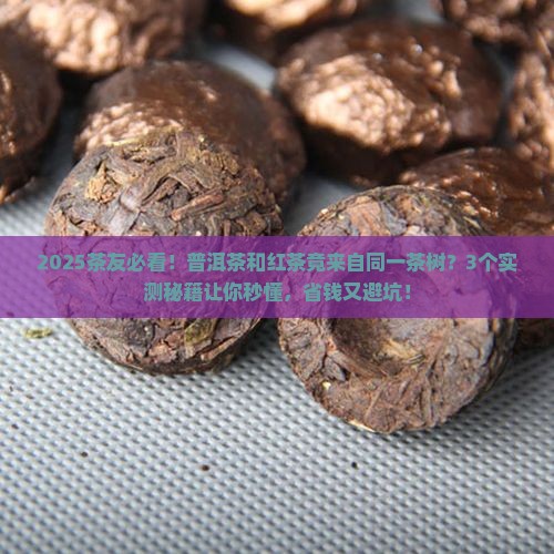 普洱茶与红茶是用同一茶树