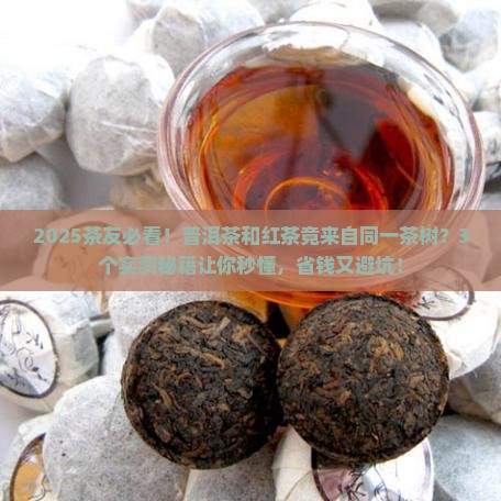 普洱茶与红茶是用同一茶树