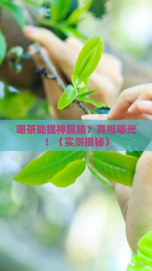 喝茶可以保持清醒吗