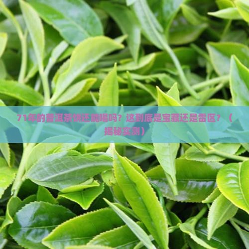 普洱茶饼71年的茶还能喝吗