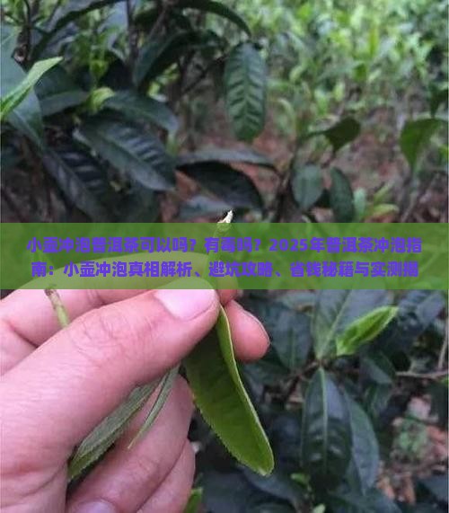 小壶冲泡普洱茶可以吗有毒吗