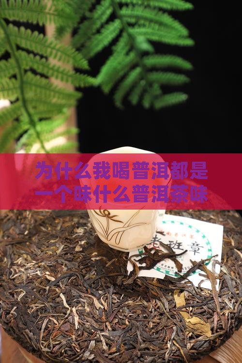 为什么我喝普洱都是一个味