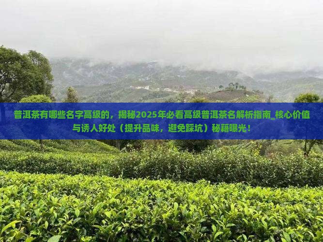 普洱茶有哪些名字高级的