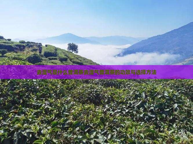 去湿气是什么普洱茶
