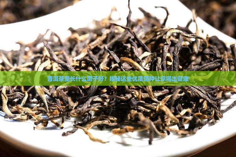 普洱茶里长什么菌子好
