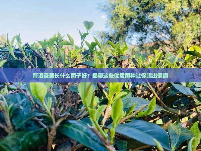 普洱茶里长什么菌子好