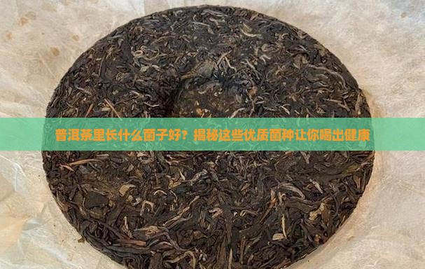 普洱茶里长什么菌子好