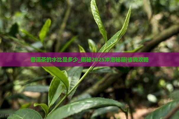 普洱茶的水比是多少