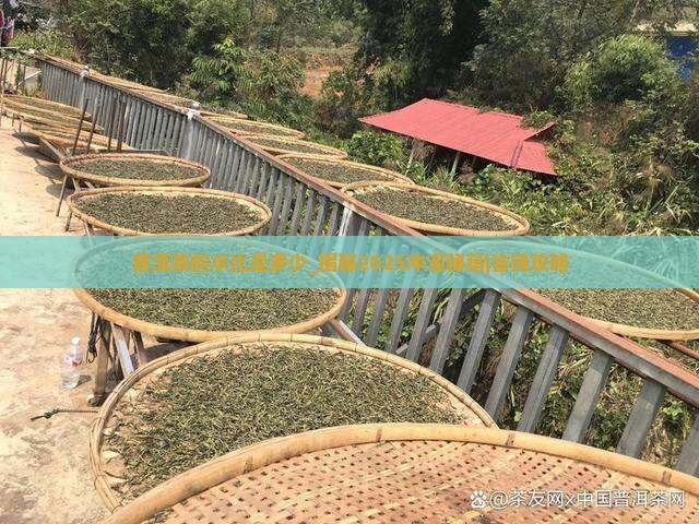 普洱茶的水比是多少