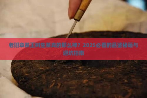 老班章茶王树生茶