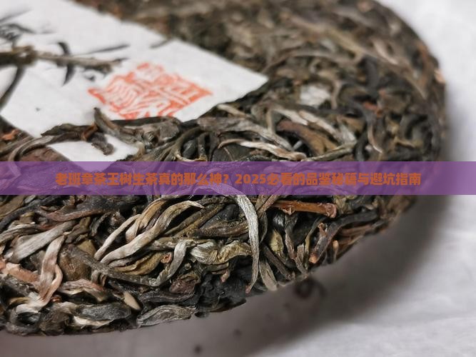 老班章茶王树生茶
