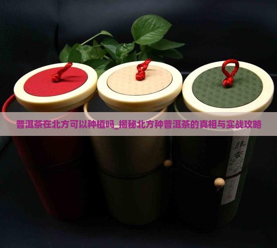 普洱茶在北方可以种植吗
