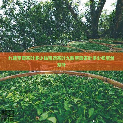 九鼎至尊茶叶多少钱宝然茶叶