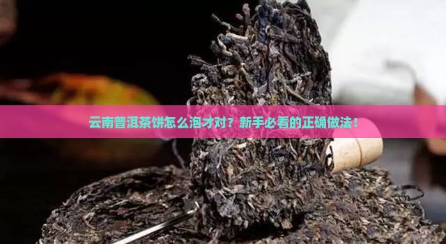 云南普洱茶饼的正确做法