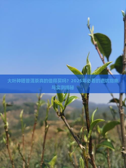 大叶种晒普洱茶怎么样啊
