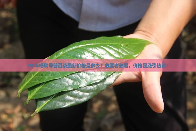 98年杨聘号普洱茶最新价格