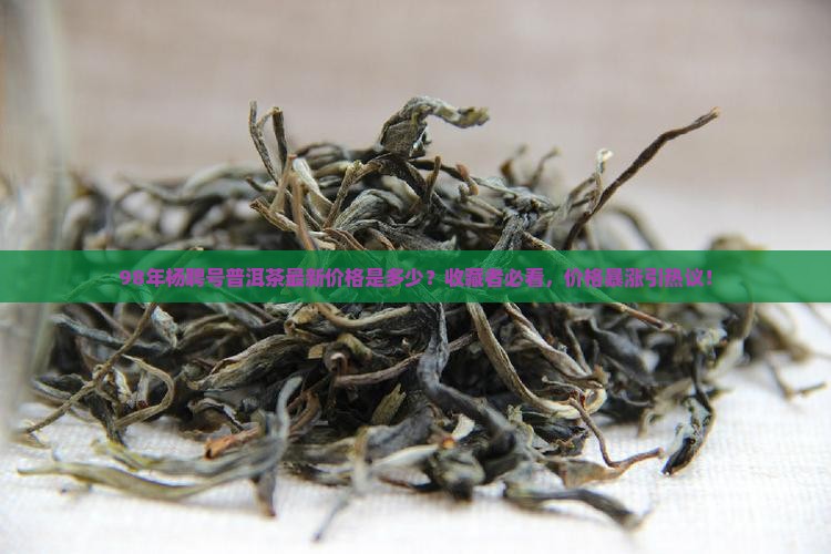 98年杨聘号普洱茶最新价格