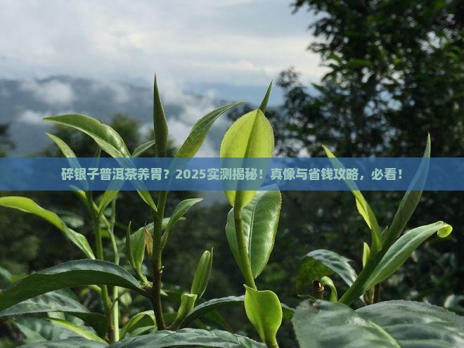 碎银子普洱茶有养胃功效吗