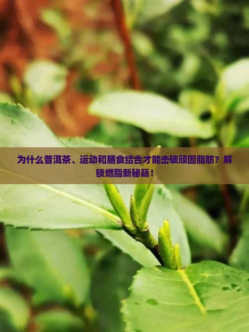 普洱茶减肥运动和膳食指南