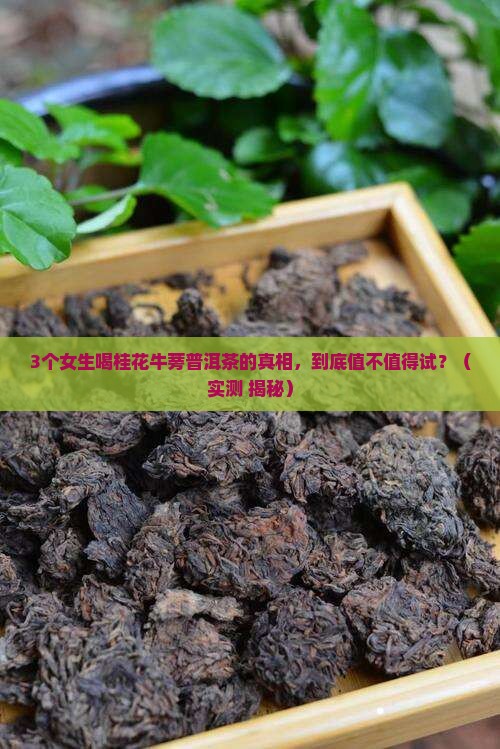桂花牛蒡普洱茶搭配