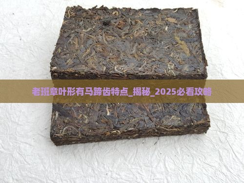 老班章叶形有马蹄齿特点