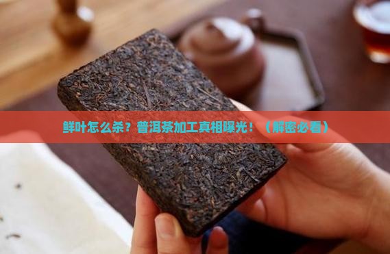 普洱茶加工鲜叶杀青