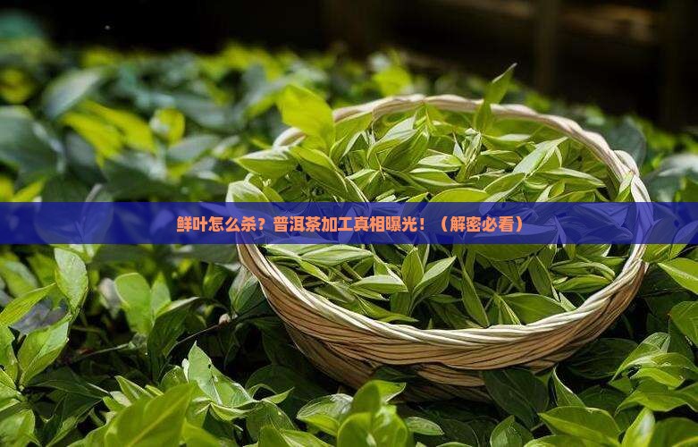 普洱茶加工鲜叶杀青