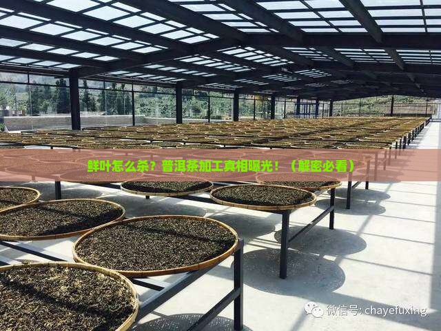 普洱茶加工鲜叶杀青