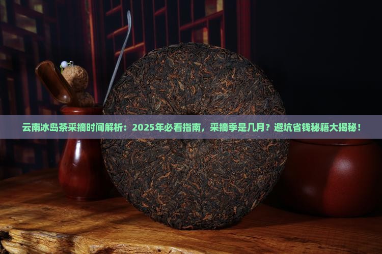 云南冰岛茶什么时候采摘