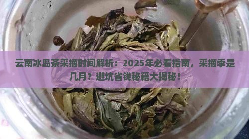 云南冰岛茶什么时候采摘