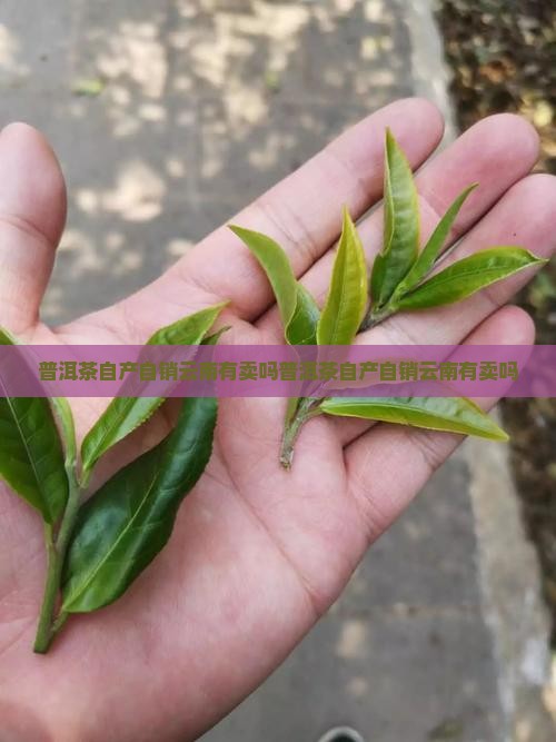 普洱茶自产自销云南有卖吗
