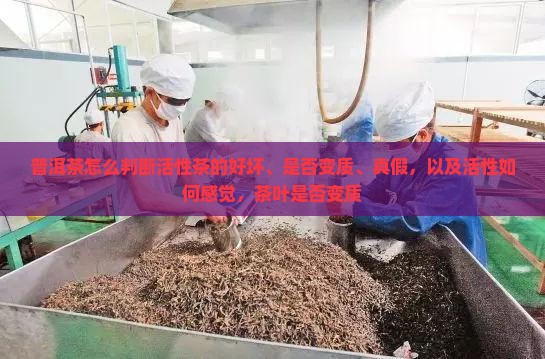 普洱茶怎么判断活性茶