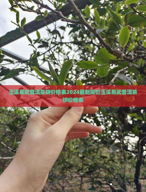 玉溪易武普洱茶饼价格表