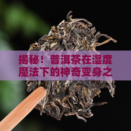 普洱茶湿度转化