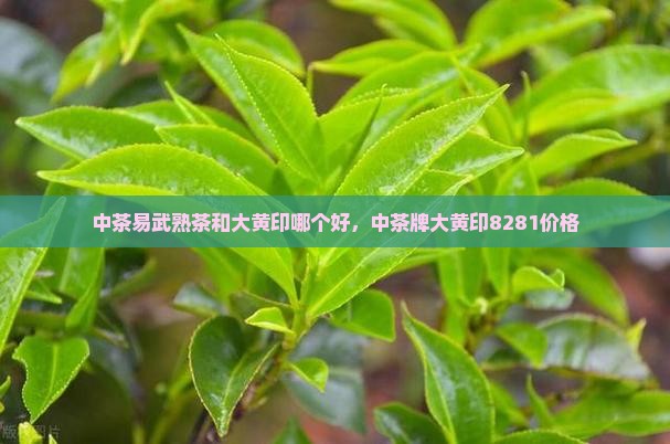 中茶易武熟茶和大黄印