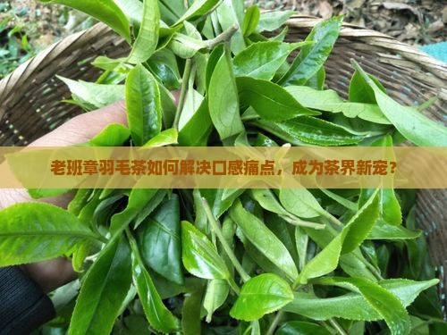 老班章中的羽毛茶