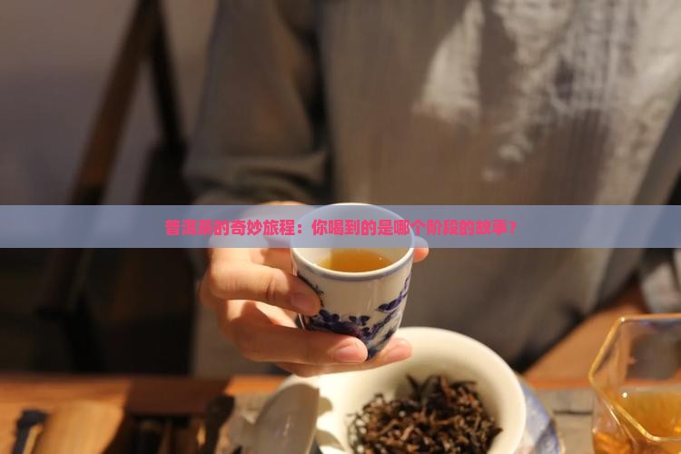 普洱茶转化七阶段