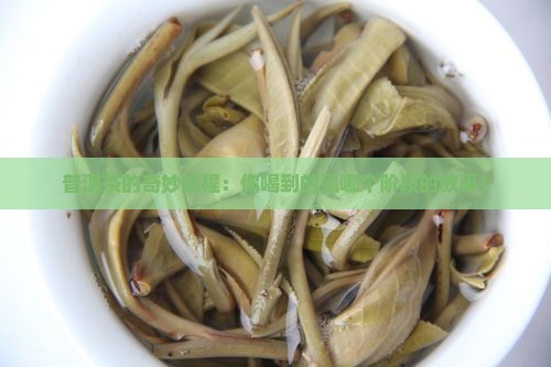 普洱茶转化七阶段