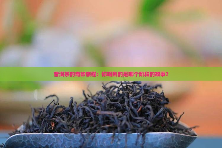 普洱茶转化七阶段