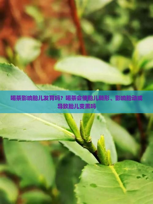 喝茶影响胎儿发育吗