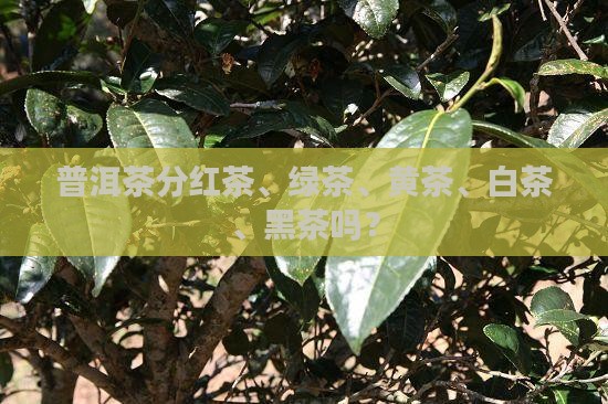 普洱茶分红绿黄白黑吗