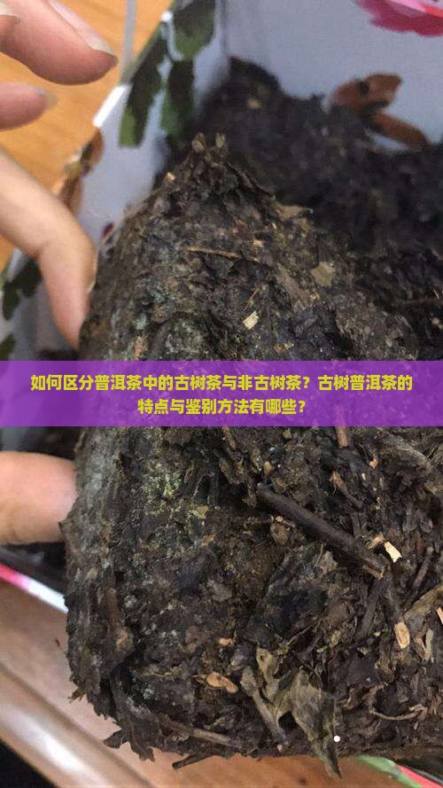 普洱茶怎么分古树跟非古树