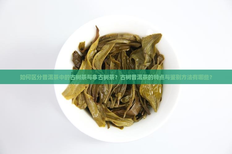 普洱茶怎么分古树跟非古树