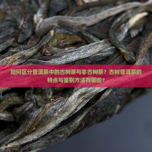 普洱茶怎么分古树跟非古树