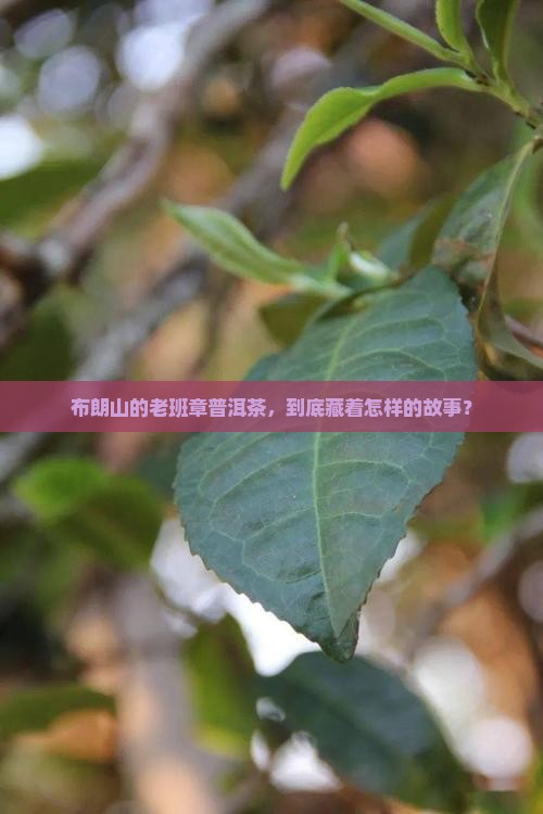 勐海縣布朗山老班章普洱茶