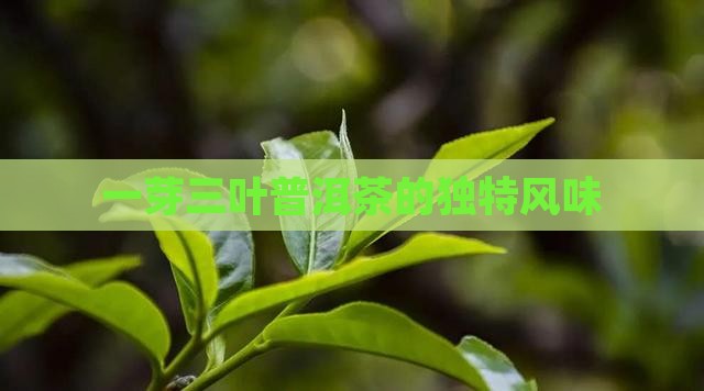 一芽三叶普洱茶味道
